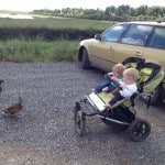 Pair of friendly ducks coming to welcome us at RSPB Frieston Shore