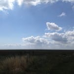 Saltwater Marsh RSPB